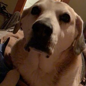 Meet your Posher, Sam